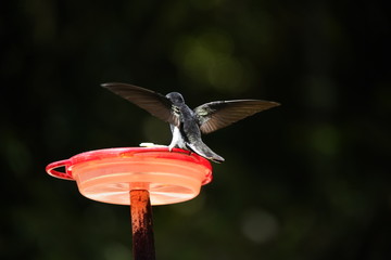 Black Jacobin Hummingbird