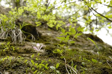 korea wild plants flower macro photograph