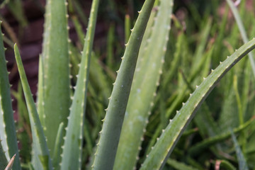 aloe vera plant leaves