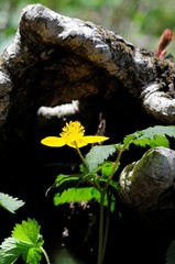 korea wild plants flower macro photograph