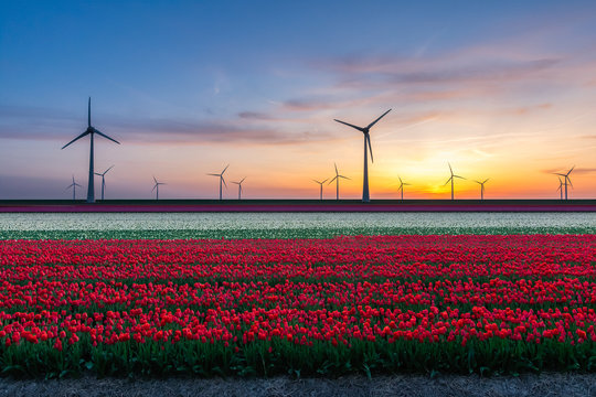 Tulip field at sunset and windmills in the background