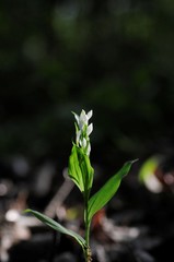 korea wild plants flower macro photograph