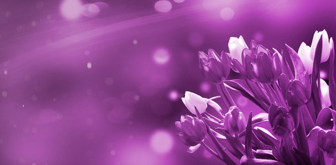 Fototapeta na wymiar Tulips with purple bokeh as a greeting card