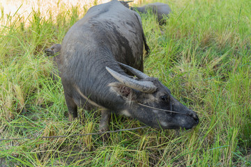 Asian water Buffalo in the muddy paddy field