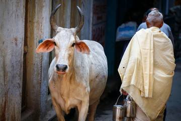 holy cow in the streets of Varanasi