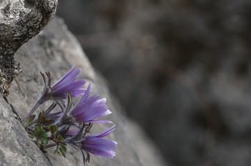 korea wild plants flower macro photograph