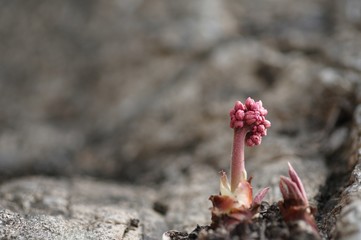 korea wild plants flower macro photograph