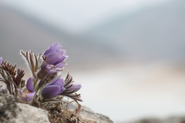 korea wild plants flower macro photograph