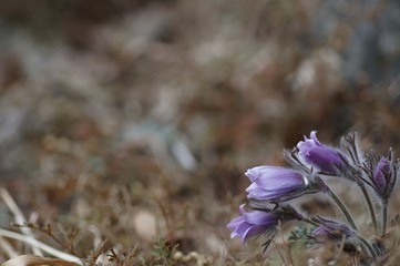 korea wild plants flower macro photograph