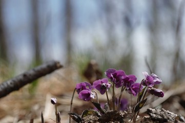 korea wild plants flower macro photograph