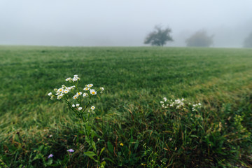 Detail shot of a bright white flowers in a misty landscape. White flowers on a green meadow in a misty hilly landscape.