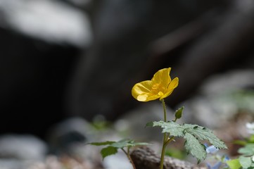 korea wild plants flower macro photograph