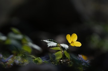 korea wild plants flower macro photograph