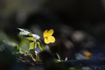 korea wild plants flower macro photograph