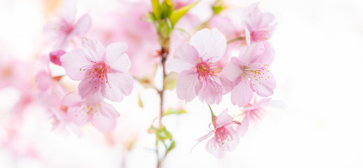 満開の河津桜 白背景 マクロ