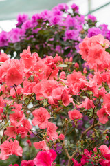 red azalea, gardening concept, bush of blooming azalea, background for a card. Spring flowers. vertical photo