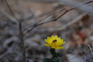 korea wild plants flower macro photograph