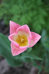 open pink tulip bud  on a background of blurry green leaves