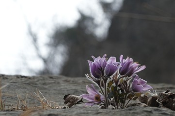 korea wild plants flower macro photograph