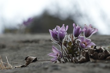 korea wild plants flower macro photograph