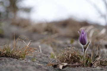 korea wild plants flower macro photograph