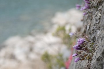 korea wild plants flower macro photograph