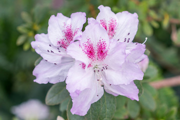 Obraz premium White azalea flowers on bush in spring garden. Close up
