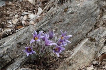 korea wild plants flower macro photograph
