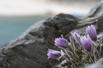 korea wild plants flower macro photograph