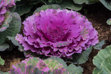 Decorative cabbage in purple colour