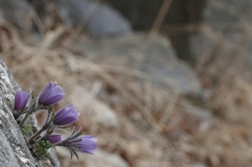 korea wild plants flower macro photograph