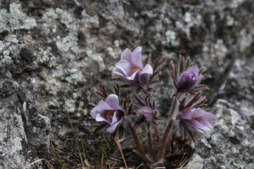 korea wild plants flower macro photograph