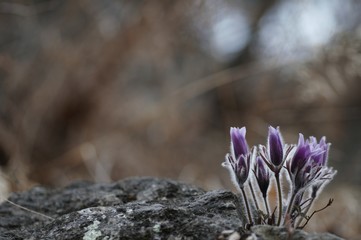 korea wild plants flower macro photograph
