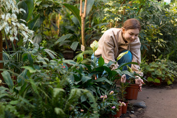 Woman home gardening plants in greenhouse