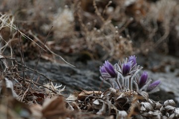 korea wild plants flower macro photograph