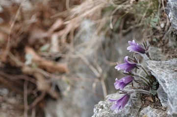 korea wild plants flower macro photograph