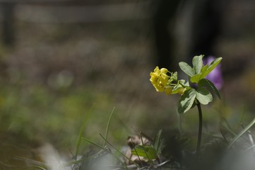 korea wild plants flower macro photograph