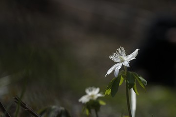 korea wild plants flower macro photograph