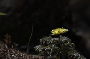 korea wild plants flower macro photograph