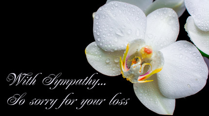 deepest condolences . white pink flower on blank background with text