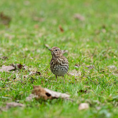 The song thrush (Turdus philomelos) is a thrush that breeds across much of Eurasia. 