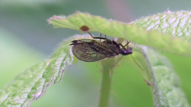 Kamelhalsfliege
