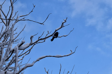 Crows On Tree Branches. Black Birds On Branch