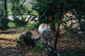 Close up detail shot of snowy owl (Bubo scandiacus) sitting on a stone or ground full of fallen leaves. White owl looking to the camera.