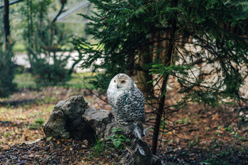 Close up detail shot of snowy owl (Bubo scandiacus) sitting on a stone or ground full of fallen leaves. White owl looking to the camera.