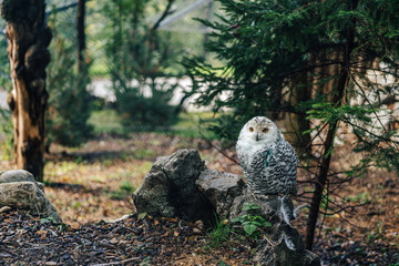 Close up detail shot of snowy owl (Bubo scandiacus) sitting on a stone or ground full of fallen leaves. White owl looking to the camera.