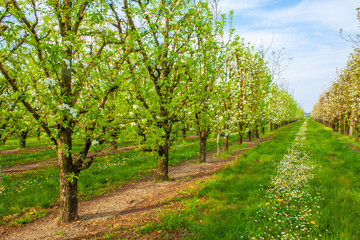 Fototapeta na wymiar Un frutteto di pere in primavera a Modena, Emilia Romagna, Italia