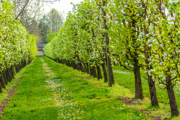 Fototapeta na wymiar Un frutteto di pere in primavera a Modena, Emilia Romagna, Italia
