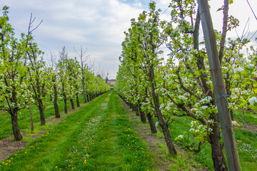 Un frutteto di pere in primavera a Modena, Emilia Romagna, Italia