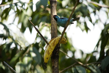Blue Dacnis Bird